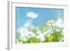 Flowers-photoslb com-Framed Photographic Print