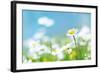 Flowers-photoslb com-Framed Photographic Print