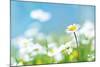 Flowers-photoslb com-Mounted Photographic Print