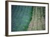 Flowers-WizData-Framed Photographic Print