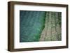 Flowers-WizData-Framed Photographic Print