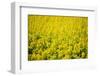 Flowers-WizData-Framed Photographic Print