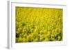 Flowers-WizData-Framed Photographic Print