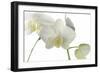 Flowers-Gordon Semmens-Framed Photographic Print