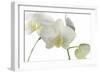 Flowers-Gordon Semmens-Framed Photographic Print