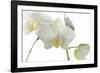 Flowers-Gordon Semmens-Framed Photographic Print