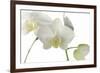 Flowers-Gordon Semmens-Framed Photographic Print