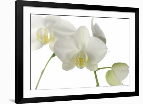 Flowers-Gordon Semmens-Framed Photographic Print