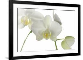 Flowers-Gordon Semmens-Framed Photographic Print