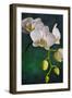 Flowers-Gordon Semmens-Framed Photographic Print