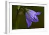 Flowers-Gordon Semmens-Framed Photographic Print