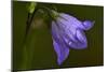 Flowers-Gordon Semmens-Mounted Photographic Print