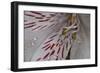 Flowers-Gordon Semmens-Framed Photographic Print