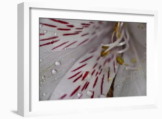 Flowers-Gordon Semmens-Framed Photographic Print