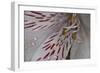 Flowers-Gordon Semmens-Framed Photographic Print