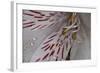 Flowers-Gordon Semmens-Framed Photographic Print