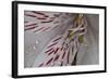 Flowers-Gordon Semmens-Framed Photographic Print