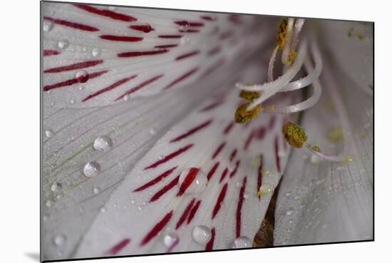 Flowers-Gordon Semmens-Mounted Photographic Print