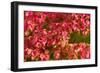 Flowers-Gordon Semmens-Framed Photographic Print