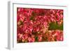 Flowers-Gordon Semmens-Framed Photographic Print