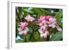 Flowers-Robert Kaler-Framed Photographic Print