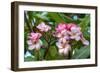 Flowers-Robert Kaler-Framed Photographic Print