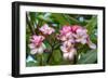 Flowers-Robert Kaler-Framed Photographic Print