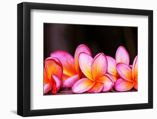 Flowers-ismed_photography_SS-Framed Photographic Print