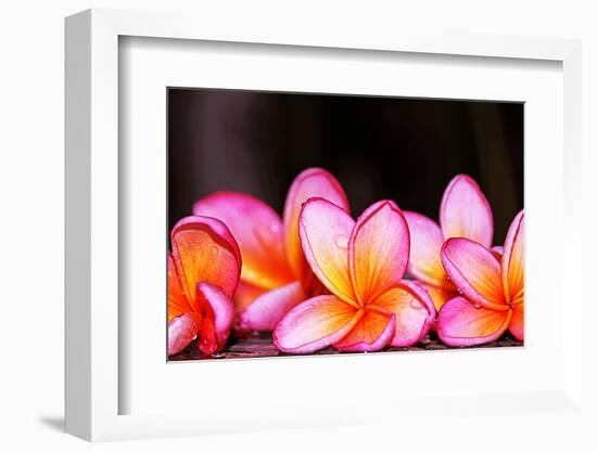 Flowers-ismed_photography_SS-Framed Photographic Print