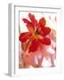 Flowers-Andrzej Pluta-Framed Giclee Print