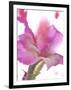 Flowers-Andrzej Pluta-Framed Giclee Print