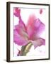 Flowers-Andrzej Pluta-Framed Giclee Print