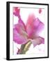 Flowers-Andrzej Pluta-Framed Giclee Print