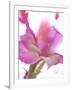 Flowers-Andrzej Pluta-Framed Giclee Print