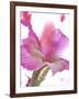 Flowers-Andrzej Pluta-Framed Giclee Print