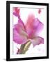 Flowers-Andrzej Pluta-Framed Giclee Print