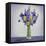 Flowers-Christopher Ryland-Framed Stretched Canvas