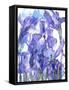 Flowers-Andrzej Pluta-Framed Stretched Canvas