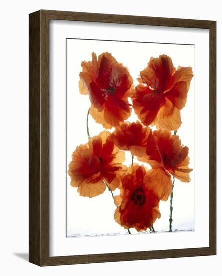 Flowers-Andrzej Pluta-Framed Giclee Print