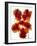 Flowers-Andrzej Pluta-Framed Giclee Print