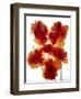 Flowers-Andrzej Pluta-Framed Giclee Print