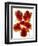 Flowers-Andrzej Pluta-Framed Giclee Print