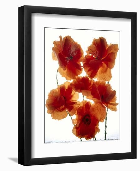 Flowers-Andrzej Pluta-Framed Giclee Print