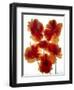 Flowers-Andrzej Pluta-Framed Giclee Print