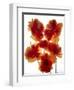 Flowers-Andrzej Pluta-Framed Giclee Print