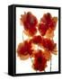 Flowers-Andrzej Pluta-Framed Stretched Canvas