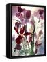 Flowers-Andrzej Pluta-Framed Stretched Canvas