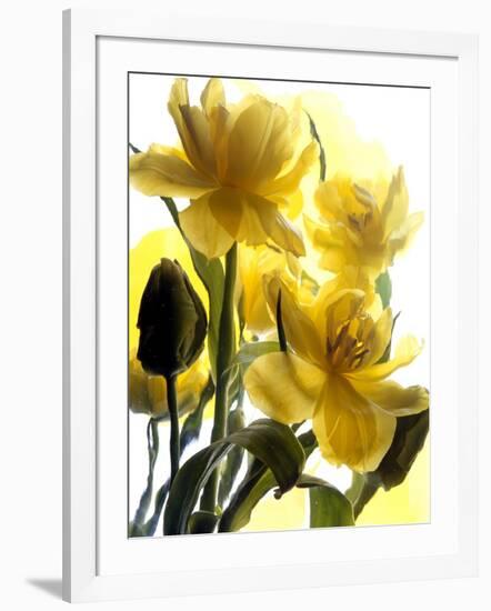 Flowers-Andrzej Pluta-Framed Giclee Print