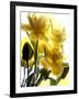 Flowers-Andrzej Pluta-Framed Giclee Print