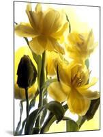 Flowers-Andrzej Pluta-Mounted Giclee Print